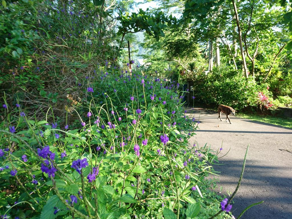 Shunan花草集民宿公寓 外观 照片